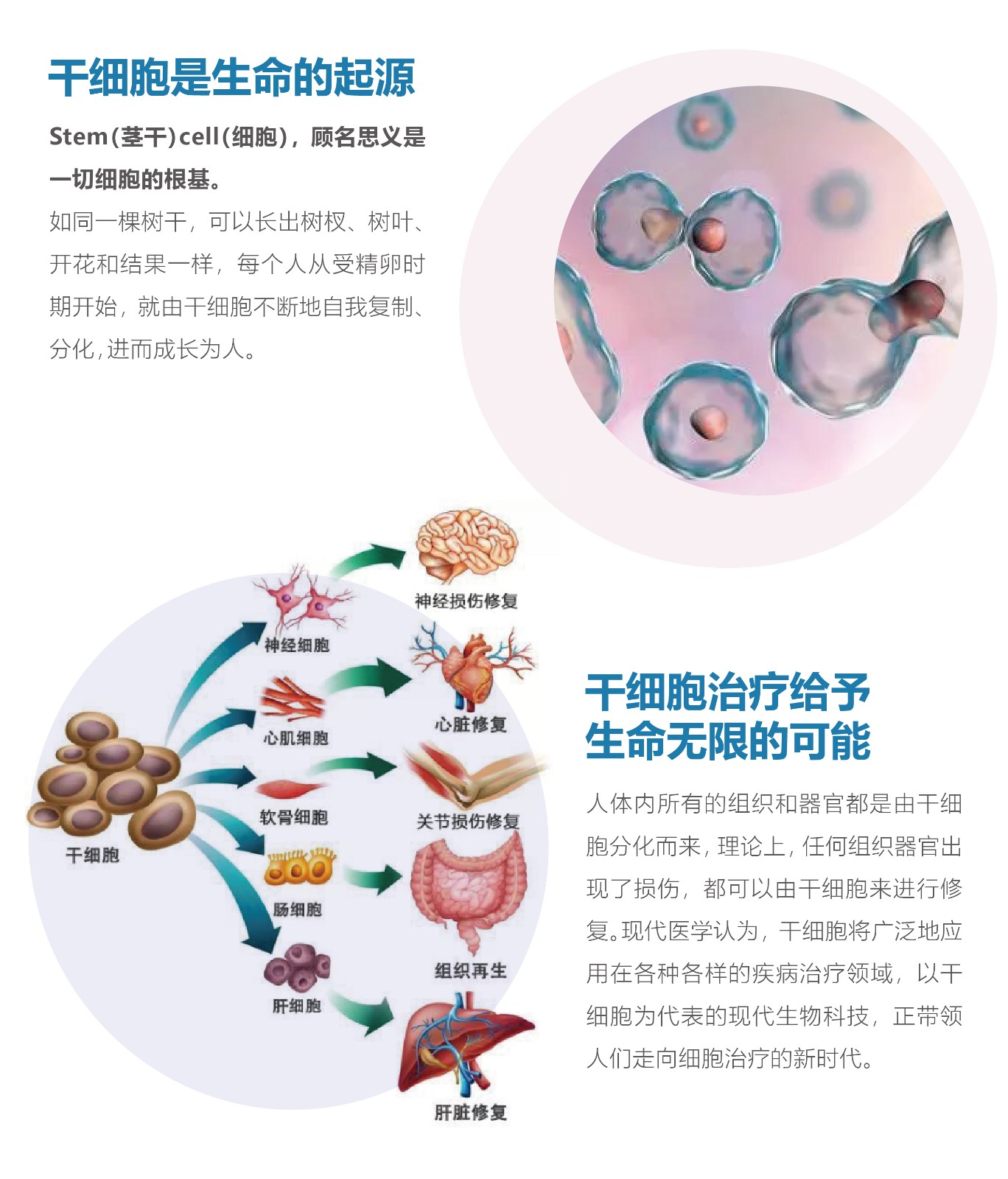 什么是干细胞-02.jpg