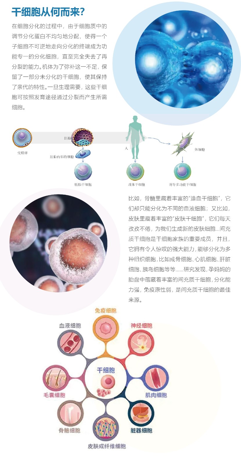 什么是干细胞-03.jpg